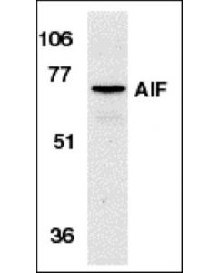 Millipore Anti-Aif Antibody, Nt