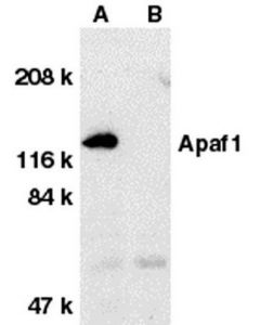 Millipore Anti-Apaf-1 Antibody, Ct