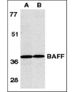 Millipore Anti-Baff Antibody, Ct