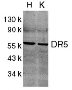 Millipore Anti-Dr5 Antibody, Ct
