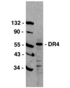 Millipore Anti-Dr4 Antibody, Ct