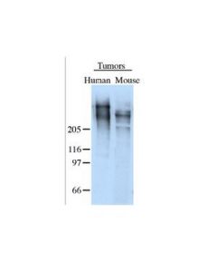 Millipore Anti-Tenascin Antibody