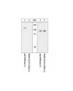 Millipore Anti-Parp (214/215) Cleavage Site Antibody