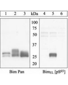 Millipore Anti-Bimel (Ps69) Human / (Ps65) Rat Antibody