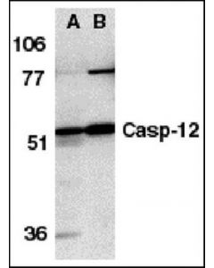 Millipore Anti-Caspase 12 Antibody, Nt