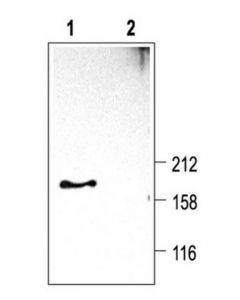 Millipore Anti-Calcium Channel Antibody, Voltage Gated Alpha 1d