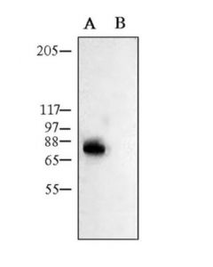 Millipore Anti-Potassium Channel Kv1.1 Antibody