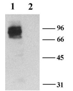 Millipore Anti-Potassium Channel Kv1.3 Antibody
