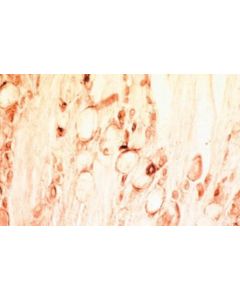 Millipore Anti-Glial Derived Neurotrophic Factor Antibody