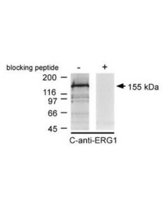 Millipore Anti-Potassium Channel Erg1 Antibody, Ct