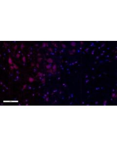 Millipore Anti-Olig-2 Antibody Alexa Fluor 555 Conjugate