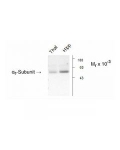 Millipore Anti-Gaba A Receptor Alpha 5 Antibody