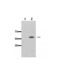 Millipore Anti-Cyp2b10 Antibody