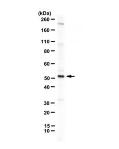 Millipore Anti-Tmigd1 Antibody