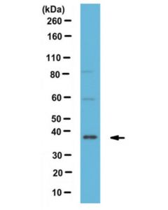 Millipore Anti-Cavin-3/Prkcdbp Antibody