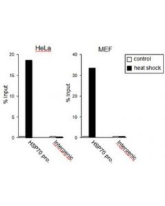 Millipore Anti-Hsf 1 Antibody