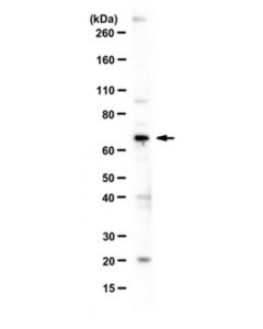 Millipore Anti-Nrf-1 Antibody