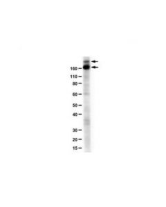 Millipore Anti-Cep152 Antibody, N-Term