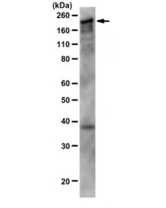 Millipore Anti-Cux1 Antibody, A.A. 861