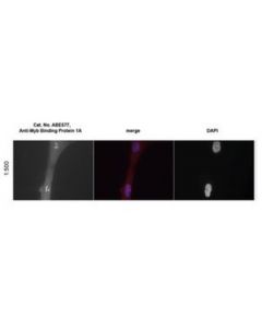Millipore Anti-Myb Binding Protein 1a Antibody
