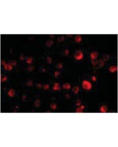 Millipore Anti-Pcbp4 Antibody