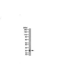 Millipore Anti-Cdc42 Antibody, Brain Isoform-Specific