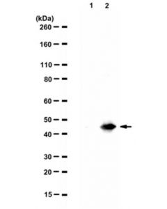 Millipore Anti-Tau, Aep-Cleaved (N368) Antibody