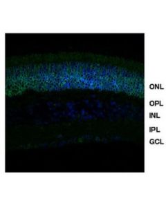 Millipore Anti-Nrl (Neural Retina Leucine Zipper)