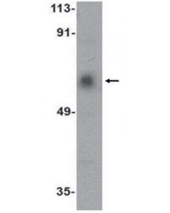 Millipore Anti-Acvr1c Antibody; MILL-ABN476