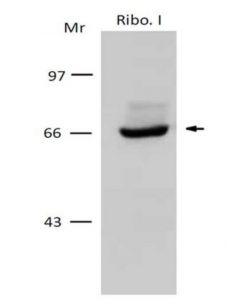 Millipore Anti-Ribophorin I/Rpn-I Antibody