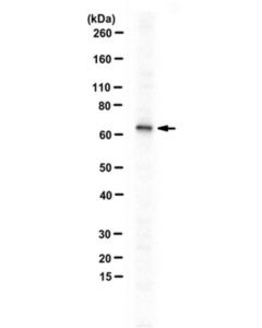 Millipore Anti-Ric-8b/Synembryn-B Antibody