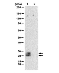 Millipore Anti-Ctgf Antibody, N-Term Antibody