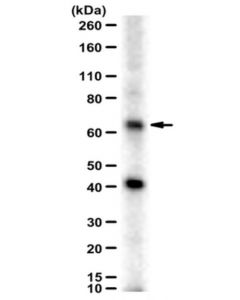 Millipore Anti-Sptlc2 Antibody