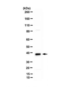 Millipore Anti-V-Atpase Subunit D 2