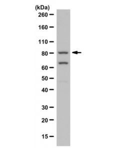 Millipore Anti-Pi3 Kinase Antibody, P85