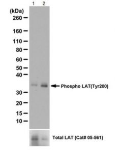 Millipore Anti-Phospho-Lat Antibody
