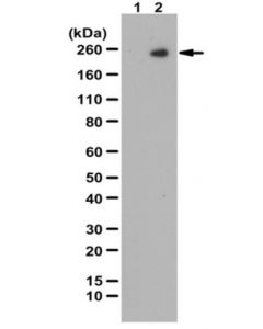 Millipore Anti-Phospho Kdr/Flk-1/Vegfr2 Antibody (Tyr1059)