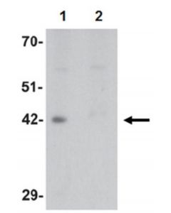 Millipore Anti-Dpagt1 Antibody