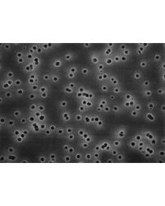 Millipore Membrane Filter, 0.8um, 25mm Dia, White