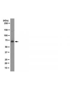 Millipore Anti-Limk1 Antibody, Clone 40/00-1b11-1-1