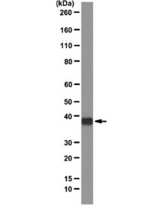 Millipore Anti-Sbp-Tag Antibody, Clone 20 | Mab10764