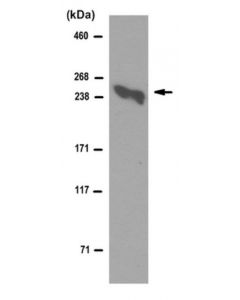 Millipore Anti-Laminin Alpha5 Antibody, Clone 4c7 (Ascites Free)