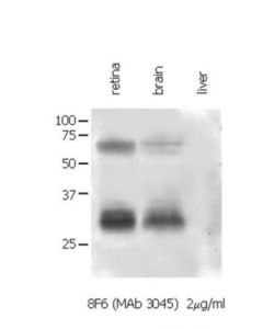 Millipore Anti-Connexin 35/36 Antibody, Clone 8f6.2