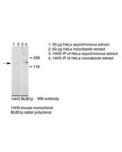 Millipore Anti-Bub1 Antibody, Clone 14h5