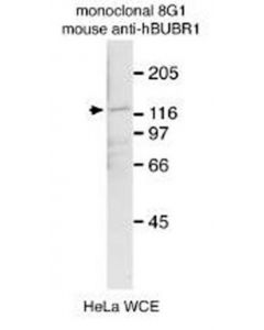 Millipore Anti-Bubr1 Antibody, Clone 8g1