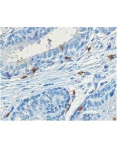 Millipore Anti-Gd1a Ganglioside Antibody, Clone Gd1a-1 (Azide Free)