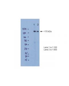 Millipore Anti-Nmdar2b Antibody, Ct