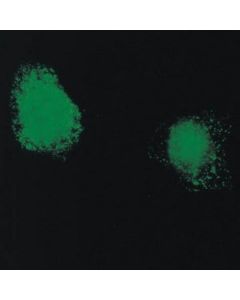 Millipore Anti-Adenovirus Antibody, Clone 20/11