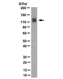 Millipore Anti-Hsv1-Icp8 Antibody, Clone 10a3