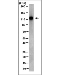 Millipore Anti-Epha7 Antibody, Clone 2f3.1
